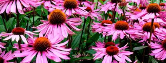 Making Medicines at Home with Common Plants and Weeds Making Medicines at Home with Common Plants and Weeds